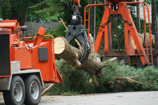 Best Emergency Storm Tree Removal  in Park City, UT